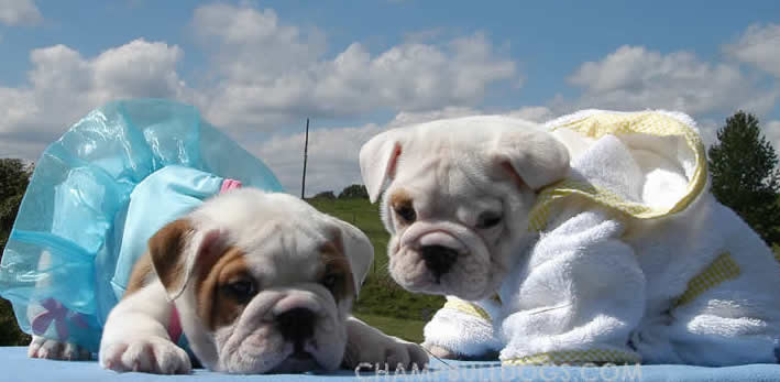 English Bulldog